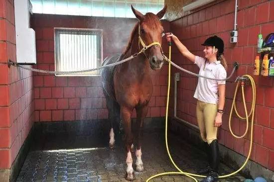 骑马剧情的真马时代：电视剧是否还能重现真实形象？