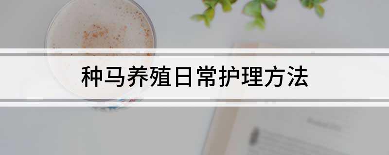 种马养殖日常护理方法