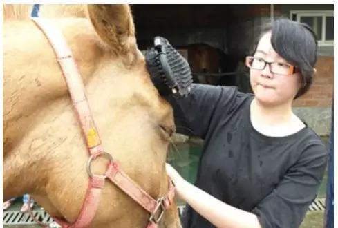 快来体验马背上的快乐！和骏马术活动时间安排来啦！
