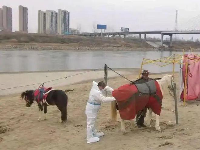 全网点赞救人“白龙马”！但它发烧40度的健康警报你注意到了么？