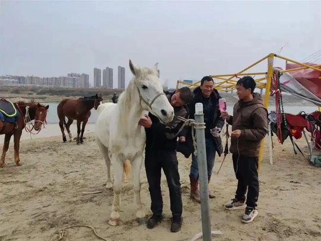 全网点赞救人“白龙马”！但它发烧40度的健康警报你注意到了么？(图2)
