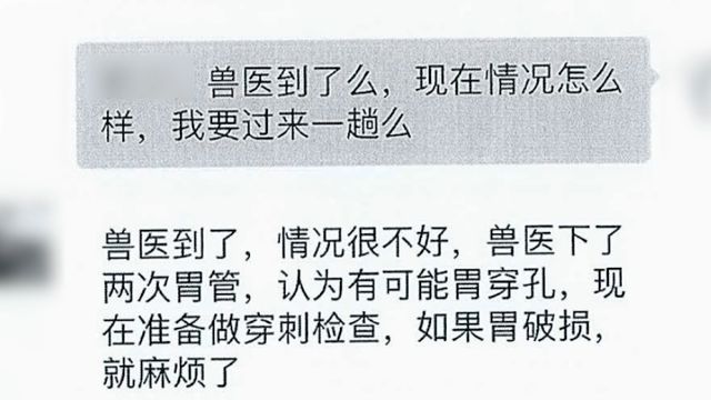 百万赛马寄养不到半年就死在养马场谁来担责？(图4)