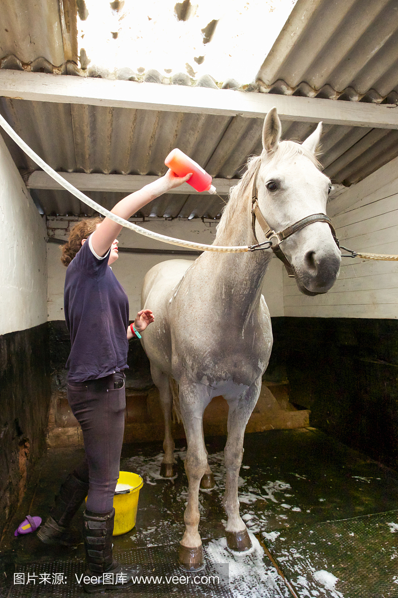 马医院护理模拟器(Horse Hospital Care)