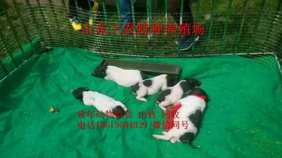 天门马术表演马骑乘的基础用品装备