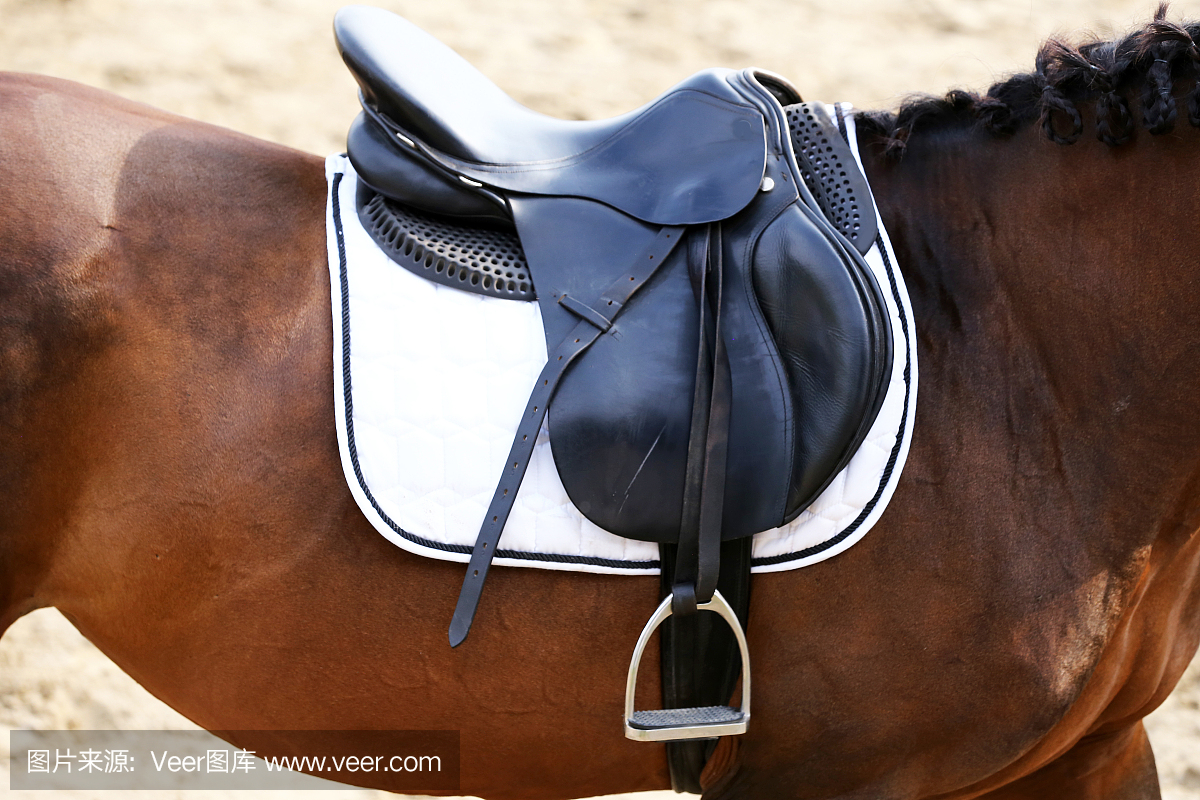 Horse Exhibition