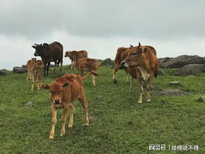 牛马应该呆在草原