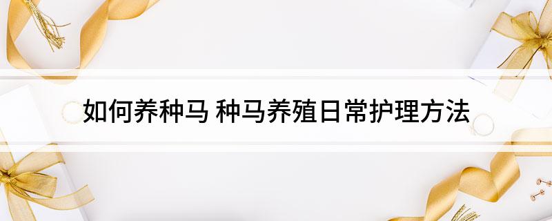 如何养种马 种马养殖日常护理方法