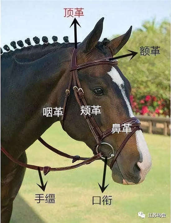 燕龙马业爱马马术课堂马术运动中常用的马具有哪些？(图3)