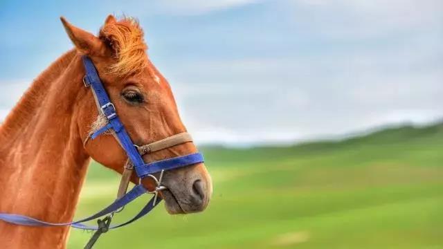 邮储银行龙华区支行举办VIP马术活动客户体验别样乐趣(图1)