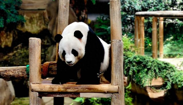 中国野生动物保护协会：旅马大熊猫“福娃”“凤仪”平安接返回国(图1)