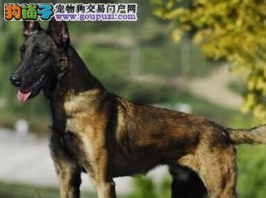 护理有妙招 日常生活中如何科学护理马犬(图1)