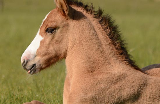 马病预防诊断治疗：马患破伤风病如何防治和护理？(图1)