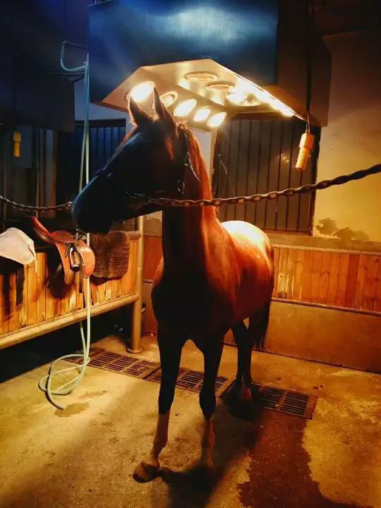HORSE AND BULL SHOW(图1)