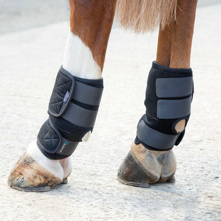 马年遇名驹！与辽宁春晚“明星马”解锁马术新体验(图1)