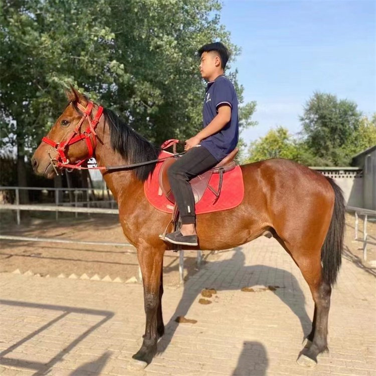 新春走基层 养马人守一厩温热：马蹄声里创造春风得意好生活 岭南早春行(图1)