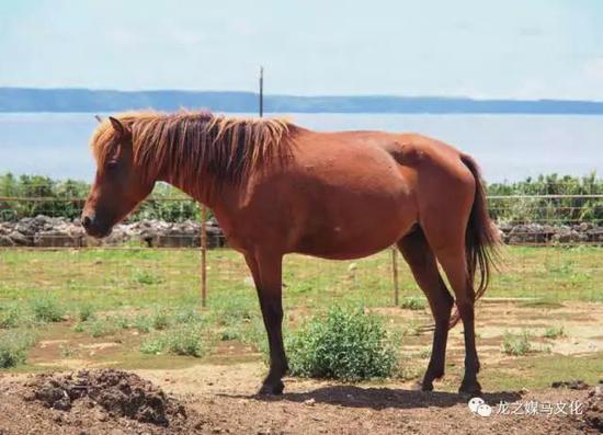 2026年中国马术场地障碍青少年冠军杯赛(南京站)将于4月3日举办(图1)