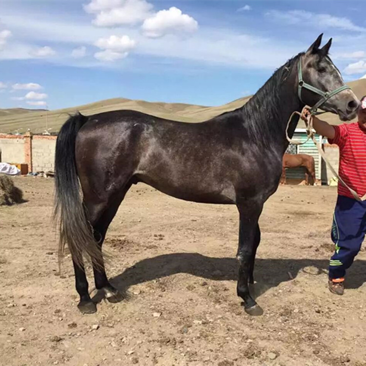 马业遇马年 奔腾正当时——看辽宁骏马如何竞逐产业新赛道(图1)