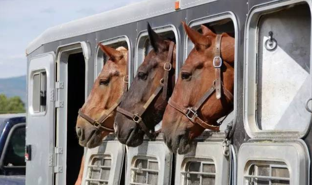 马匹养护运送协议(图1)