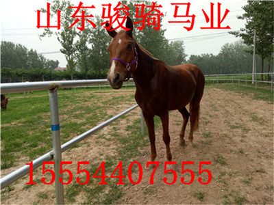 揭秘元朝军队装备特点！军事物资有哪些规定？出现哪些武器种类？(图1)