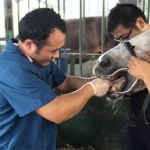 长途运输的狗可以洗澡吗(图1)