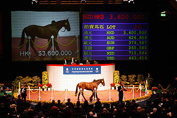 成交价1051万“何其热”公驹卖出天价！(图1)